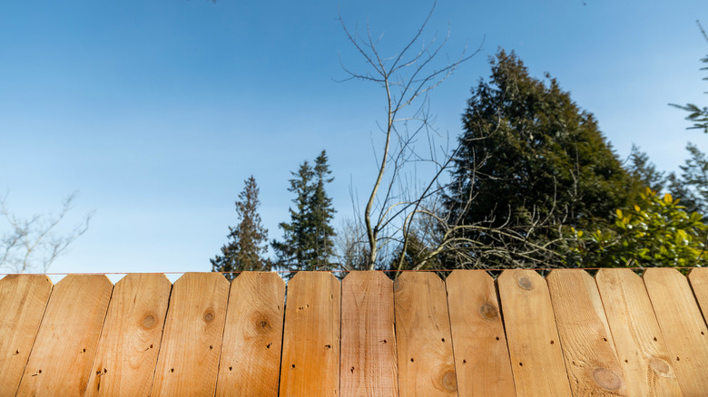 cedar fence pickets with blue sky and trees above