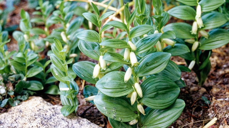 A dwarf Solomon's seal rests in the ground