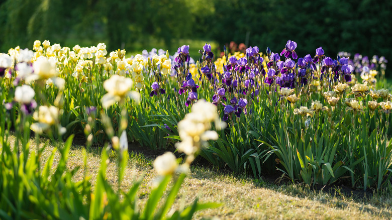 Different types of irises