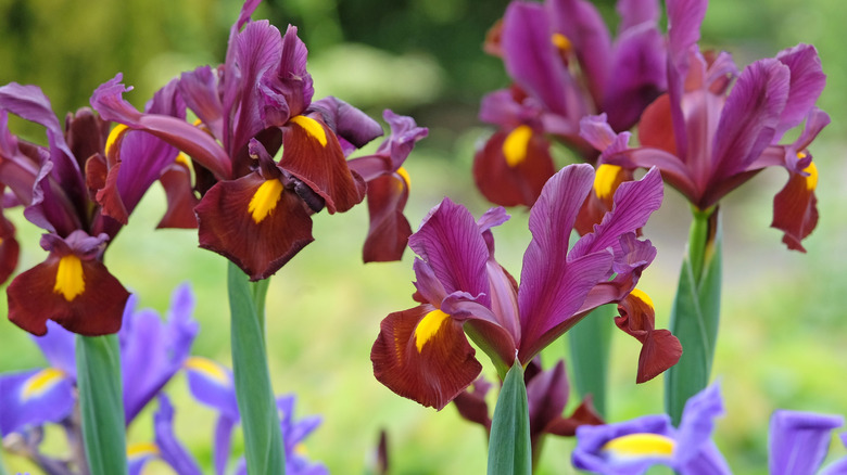 Purple and blue Dutch irises bloom in a garden.