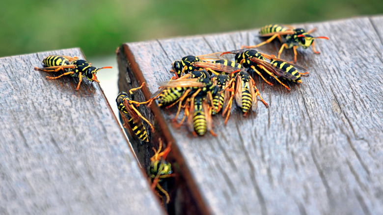 wasps on a deck