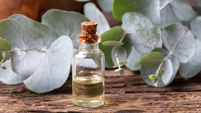 bottle of eucalyptus oil 