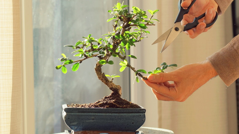 hands trimming bonsai tree scissors