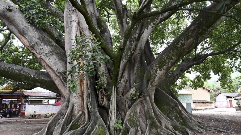 Natural form of Chinese banyan