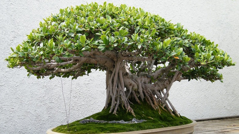 Microcarpa bonsai at National Arboretum