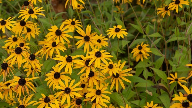 Black-eyed Susans in bloom