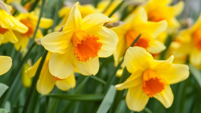 Yellow and orange daffodils