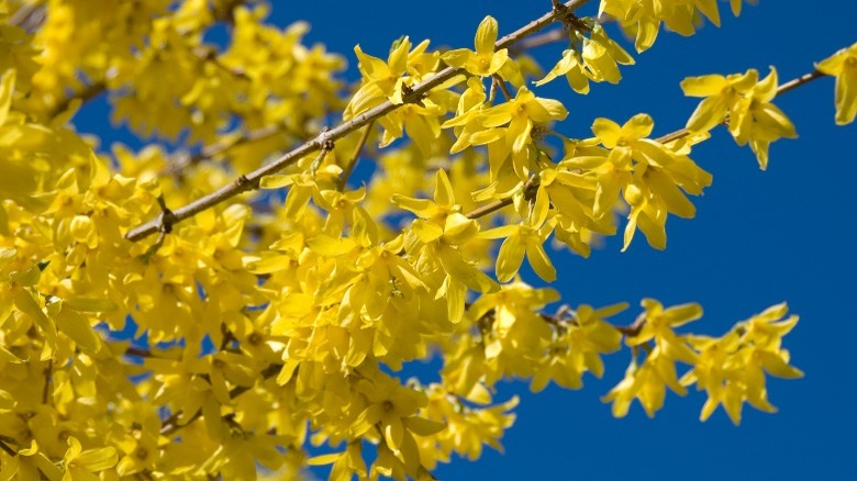 Forsythia against blue sky