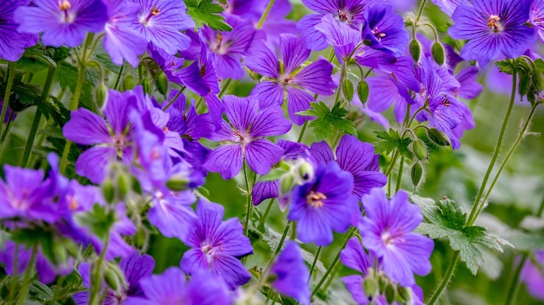 Purple geraniums