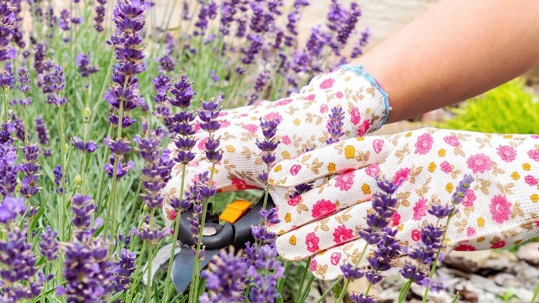 Flowered garden gloves trimming lavender