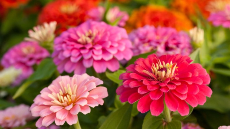 Pink and red zinnas