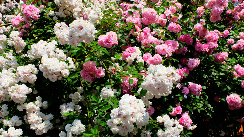 'Paul's Himalayan Musk' rambling rose