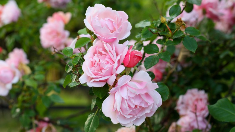 'Albertine' rambling rose