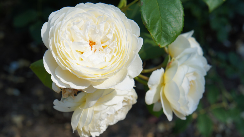 Claire Austin' English Rose