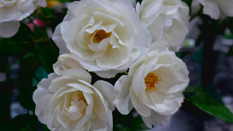 white rugosa rose