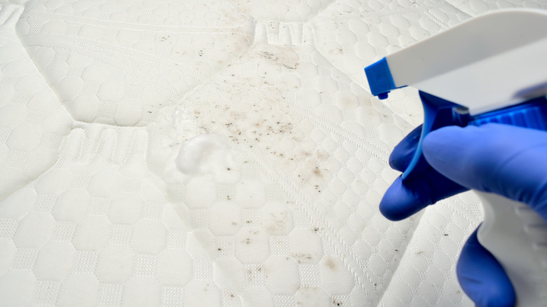 Spraying enzyme cleaner on mattress