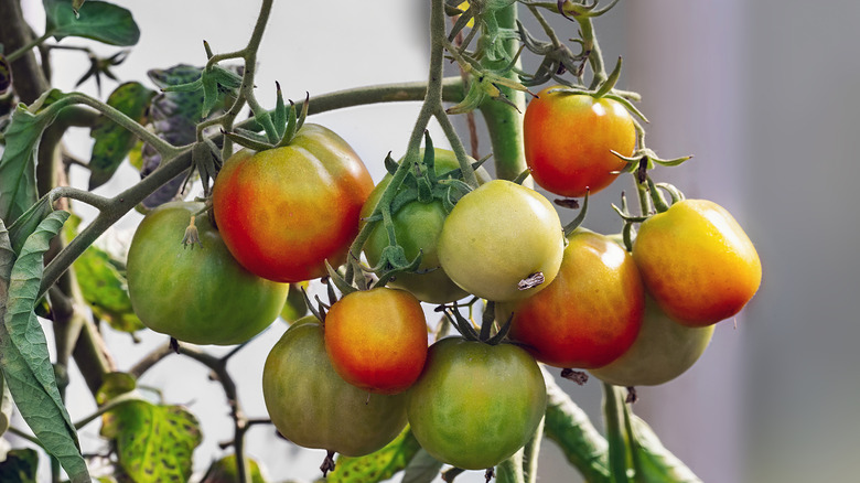 Glacier tomatoes on vine