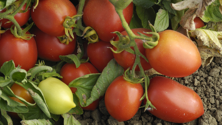 Roma tomatoes on vine