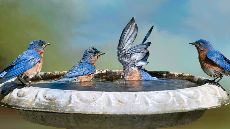 Four birds in a birdbath