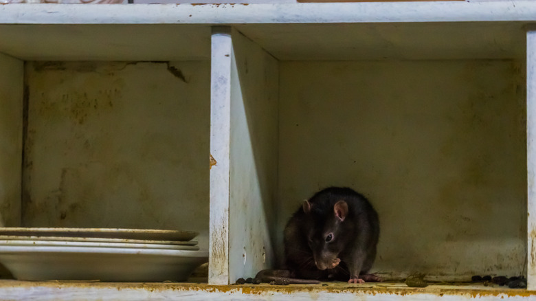 mouse in dirty cabinet