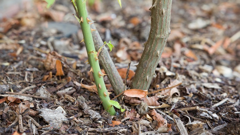 Base of bush in dirt