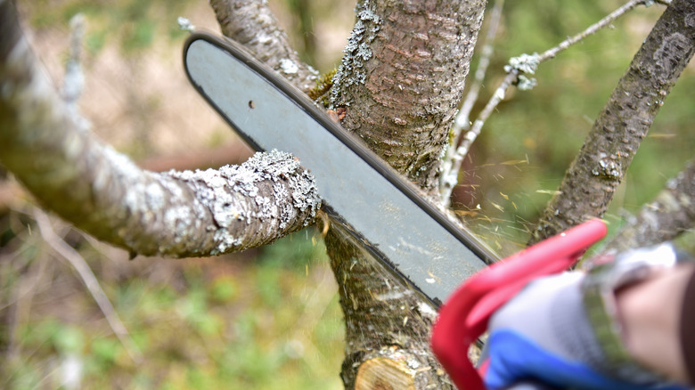 trimming tree limb