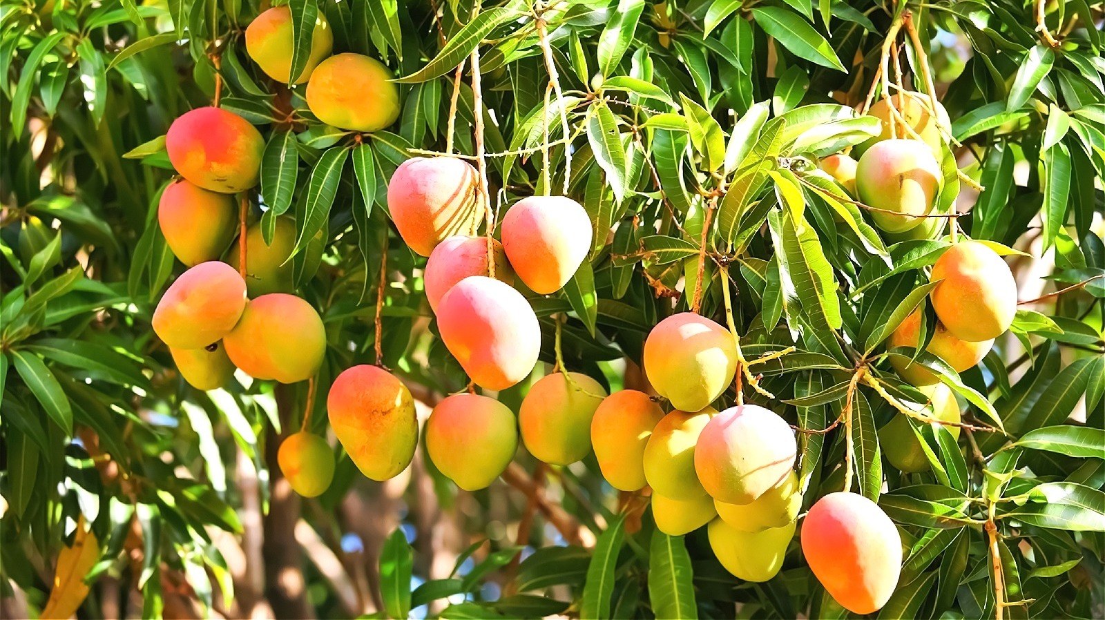 How to Grow a Mango Tree from Seed: A Comprehensive Guide