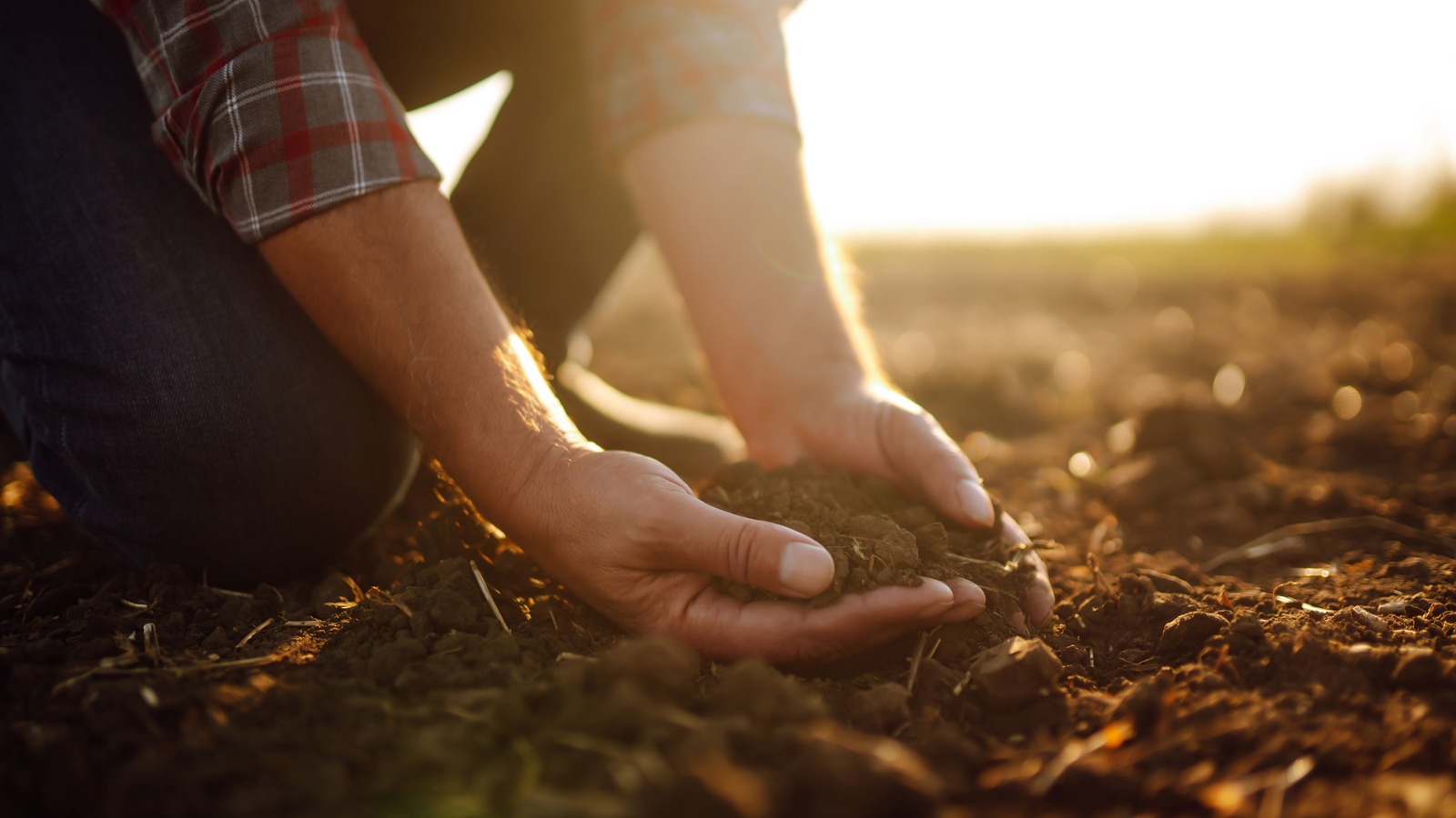 The Easiest Way To Improve Sandy Soil For Gardening