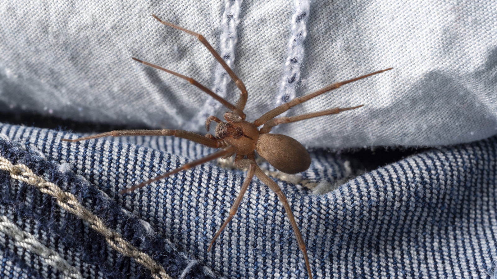 The Easiest Way To Keep Brown Recluse Spiders From Invading Your Home