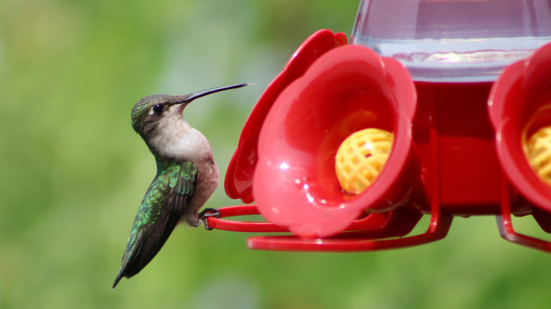 Hummingbird sitting on red feeder
