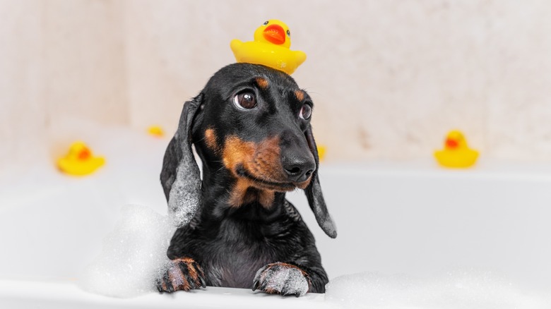 dog in bath 