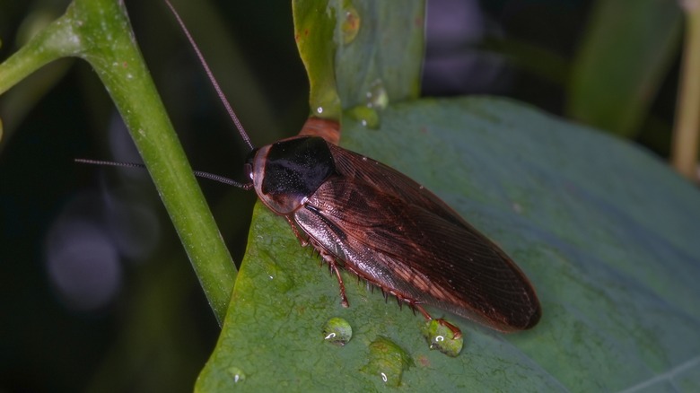 Cockroach on green plant leaf