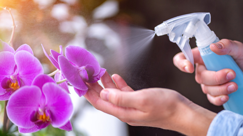 Spraying tea tree oil 