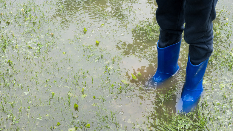 standing in flooded grass