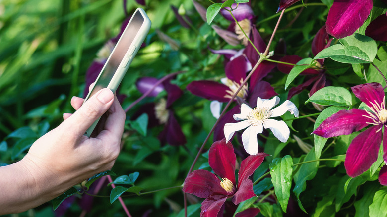 Person photographing a flowering plant