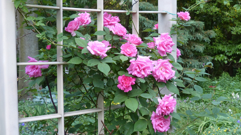 Zephirine drouhin rose climbing on a trellis