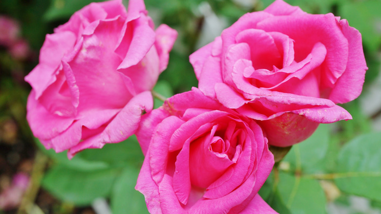 Bright pink blooms of Zephirine drouhin roses.