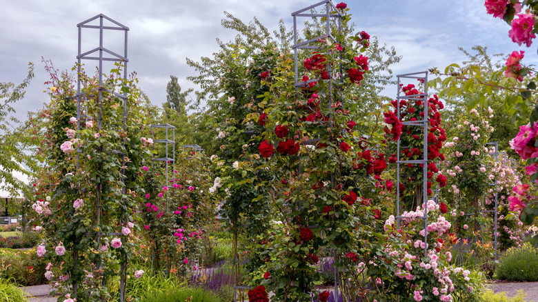 several varieties of climbing roses