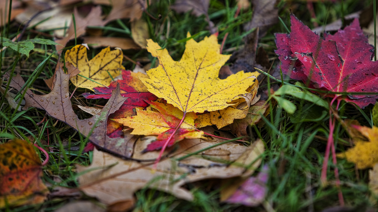 Close-up of colorful fall leaves on the ground