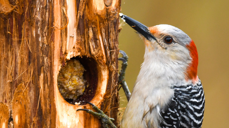 Woodpecker at log feeder