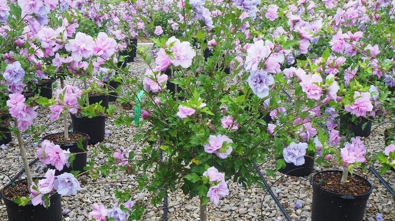 double purple rose of sharon tree