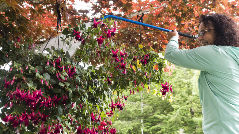 women watering hanging flower baskets