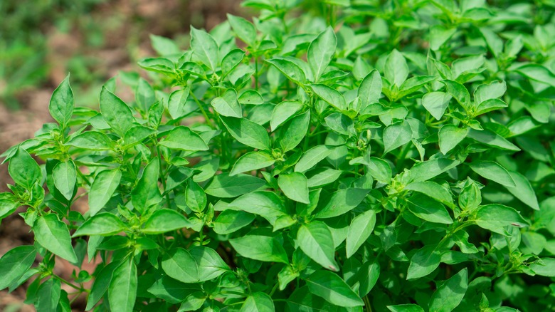 Bright green and bushy lemon basil plants