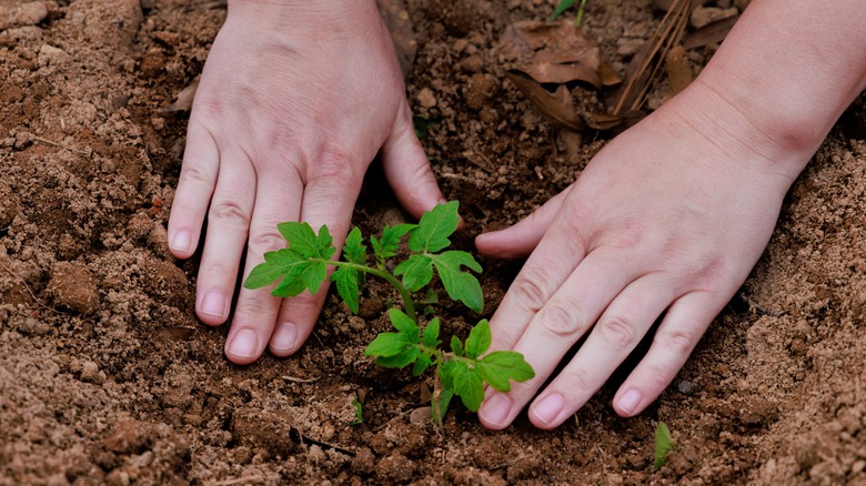 planting tomato seedling