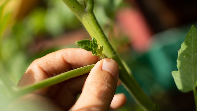 tomato sucker on green vine