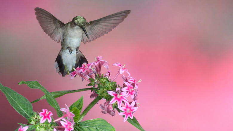 hummingbird on pentas