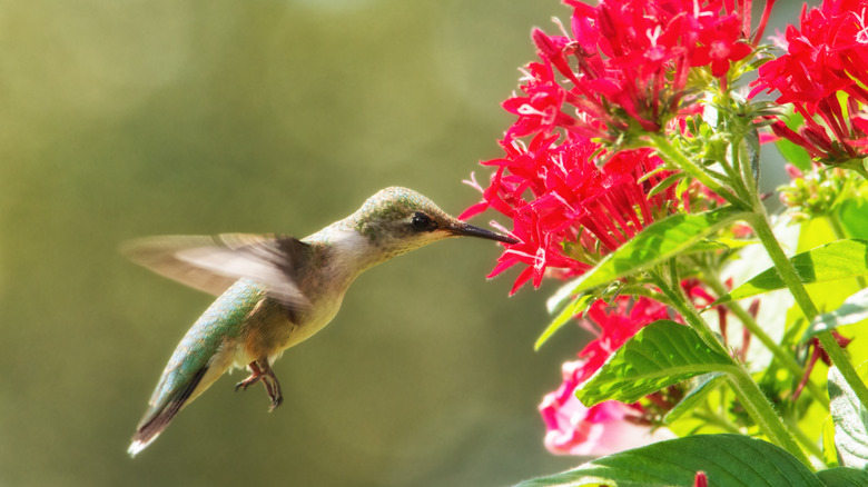 hummingbird and pentas flowers