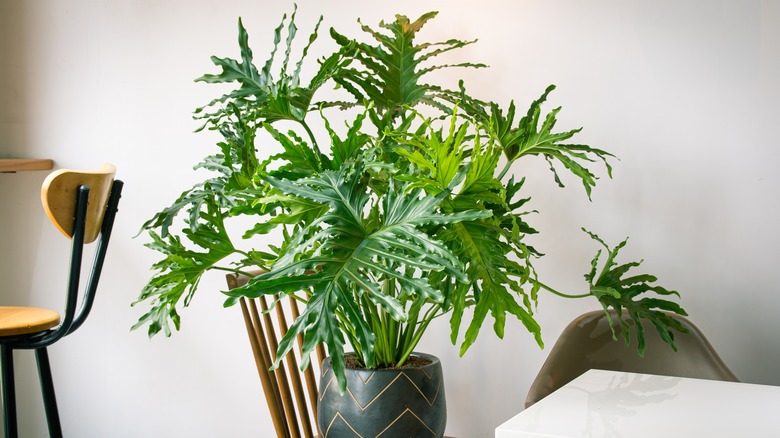  Split-Leaf Philodendron in planter