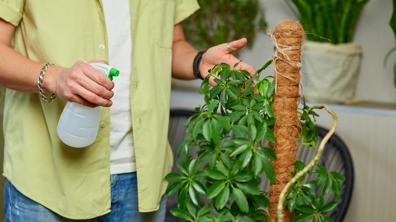 misting schefflera with spray bottle