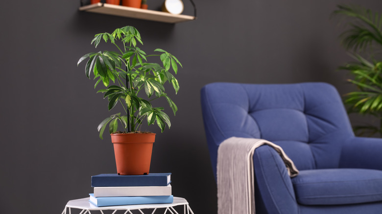 schefflera on table by chair